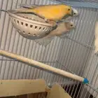 كناري