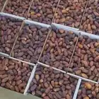 تمر مجدولي 30 طن