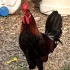 ديك ودجاجه للبيع