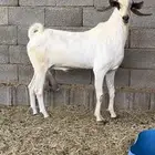 تيس بيشي للبيع انتاجه فاخررر