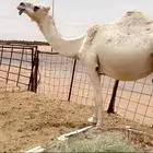 لقحه ثنو طيبه