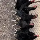 ديكه