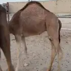 لبيع قعود سمين فل