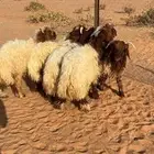 بهم 6 كلها طليان