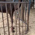 حوار فردي