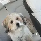 لقيت كلب ضايع( مفقود) في حي القيروان الرياض عليه سلسله حديد