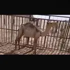 للبيع حاشي عمره اربع اشهر ونص الا خمس اشهر فل شحم تحت امه