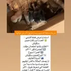 قطوه وكتن للتبني العاجلل