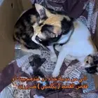 ابغا قفص أو بيت قطط