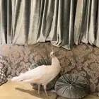 طاؤووس من سلاله نادره ابيض