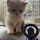 قطه للبيع