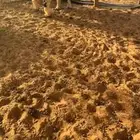 خروف نعيمي