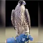 مطلوب طير حر ولا جبليه و جير اي نوع من الطيور