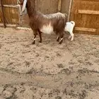 عنز مشروكه متبع