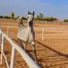 فرس جمال منتجه و تحتها مهرة