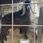 تبس عارضي فحل مشروط سنه جذع ماكمل سنه التيس عطر وممتاز