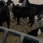 معزا عوارض متابييع
