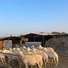 غنم مراح دفيع مشروطه