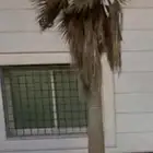 نخل واشنطني اكثر من اربع امتار