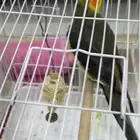 كنيور اليف  كروان اليف