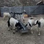 معزا بدو