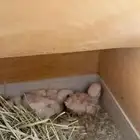 فروخ روز البينو تم البيع