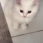 للبيع