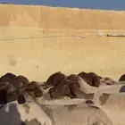 غنم نعيم مراح دفيع