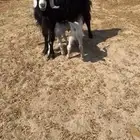 عنز عارضيه تحتها ثنين