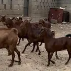 غنم ماعز دهم ودبس محايليات