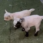 للبيع صغار الماعز القزم
