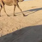 لقحه صفرا رباع للبيع