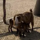 عنز رغوث تحتهاا 2 تم البيع الله يبارك له