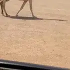 للبيع رمانيه خفوت سنها رباع