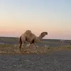 جمل رماني للبيع