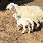 البيع شاه تامه معها خروف ورخل