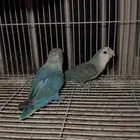 جوز فيه طفره جينيه منتج