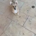 كلب ضايع بل مصيف الي يحصله له كمكفإه