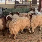 ذبايح طيبه حري ونعيمي