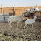 خروف عيسي
