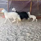 رخال وحده والد