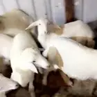 غنم حري ذبايح