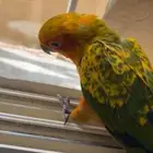 فرخ صن كنيور