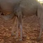 حاشي