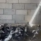 بط مصري او مسكوفي