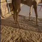 قعدان بلدي كفو السعر من 5000مع التوصيل