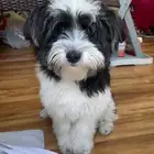 كلب مالتيز للتبني برسوم رمزية