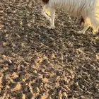 معزا دفيع صنف