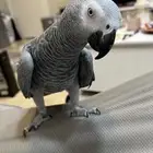 بغبغاء كاسكو افريقي ..