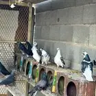 السلام عليكم للبيع حمام سكاي كتر